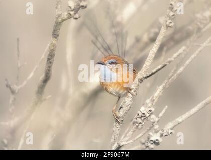 Südlicher emu-Wren (Stipiturus malachurus), der in einem Baum thront, Australien Stockfoto