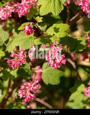 Ribes sanguineum, die blühende Johannisbeerpflanze, die an einem sonnigen Frühlingstag in einem londoner Garten blüht Stockfoto