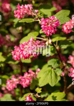 Ribes sanguineum, die blühende Johannisbeerpflanze, die an einem sonnigen Frühlingstag in einem londoner Garten blüht Stockfoto