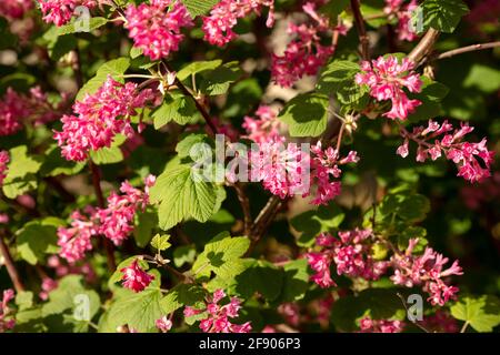 Ribes sanguineum, die blühende Johannisbeerpflanze, die an einem sonnigen Frühlingstag in einem londoner Garten blüht Stockfoto