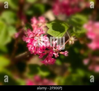 Ribes sanguineum, die blühende Johannisbeerpflanze, die an einem sonnigen Frühlingstag in einem londoner Garten blüht Stockfoto