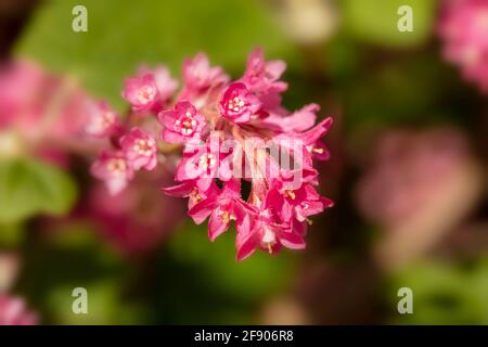 Ribes sanguineum, die blühende Johannisbeerpflanze, die an einem sonnigen Frühlingstag in einem londoner Garten blüht Stockfoto