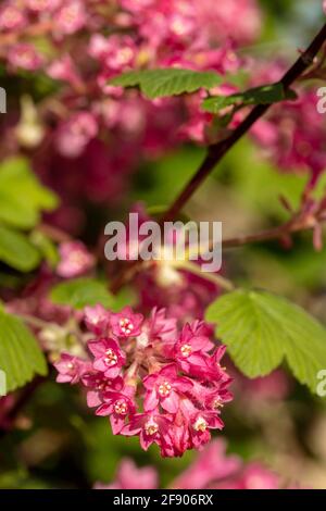 Ribes sanguineum, die blühende Johannisbeerpflanze, die an einem sonnigen Frühlingstag in einem londoner Garten blüht Stockfoto