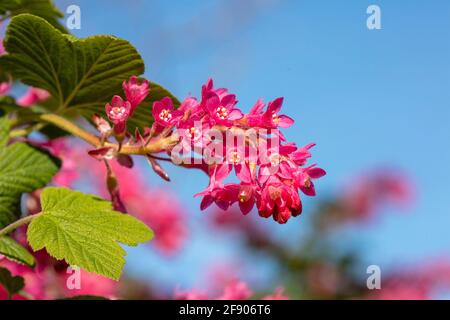 Ribes sanguineum, die blühende Johannisbeerpflanze, die an einem sonnigen Frühlingstag in einem londoner Garten blüht Stockfoto