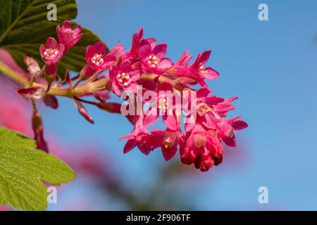 Ribes sanguineum, die blühende Johannisbeerpflanze, die an einem sonnigen Frühlingstag in einem londoner Garten blüht Stockfoto