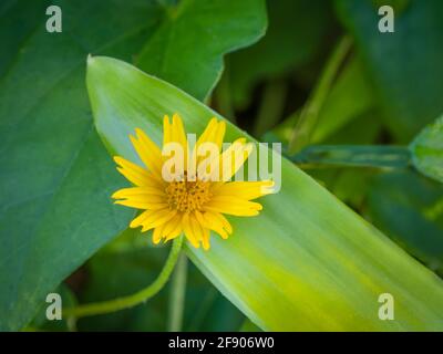 Nahaufnahme der gelben Wildblume Stockfoto