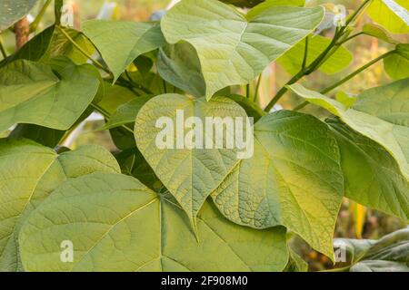 prinzess-Baum-Blätter bei Tageslicht aus der Nähe im Freien gesehen Stockfoto