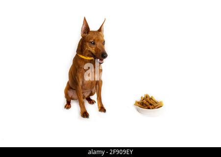 Miniatur-Pinscher braun. Eine Schüssel Hundefutter. Weißer Studiohintergrund. Stockfoto
