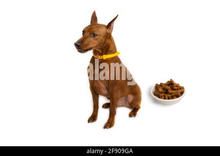 Miniatur-Pinscher braun. Eine Schüssel Hundefutter. Weißer Studiohintergrund. Stockfoto