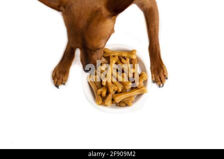Miniatur-Pinscher braun. Eine Schüssel Hundefutter. Weißer Studiohintergrund. Stockfoto