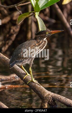 Gestreifte Reiher (Butorides striata), auch bekannt als Mangrovenreiher, in Mangroven in der Elizabeth Bay auf der Insel Isabela auf den Galapagos-Inseln, Stockfoto