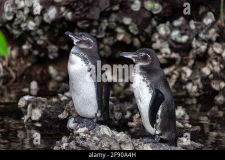 Galapagos-Pinguine (Spheniscus mendiculus), endemisch auf den Galapagos-Inseln, Ecuador. Der einzige Pinguin, der nördlich des Äquators gefunden wurde. Das kalte Wasser von Stockfoto