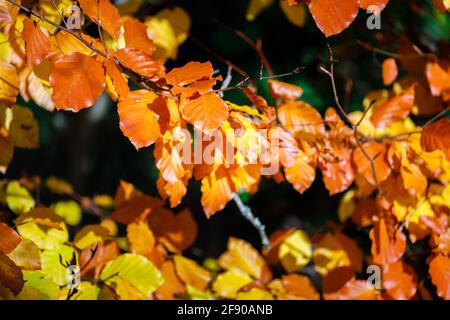 Nahaufnahme der Blätter einer europäischen Buche, Fagus sylvatica, die sich in der späten Herbstsonne goldgelb bis braun färbt Stockfoto