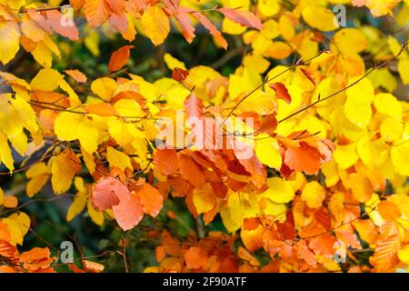 Nahaufnahme der Blätter einer europäischen Buche, Fagus sylvatica, die sich in der späten Herbstsonne goldgelb bis braun färbt Stockfoto