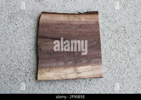 Ein kleines Stück American Black Walnut Wood Stockfoto