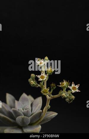 graptopetalum paraguayense mit Blume auf schwarzem Hintergrund Stockfoto