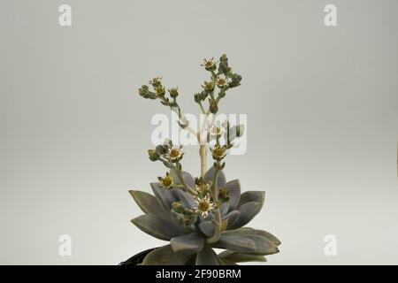 graptopetalum paraguayense mit Blume auf weißem Hintergrund Stockfoto