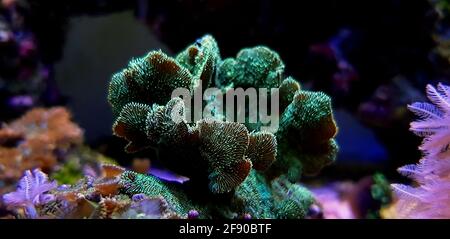 Pavona SPS Cactus Coral - (PAVONA DECUSSATUS) Stockfoto