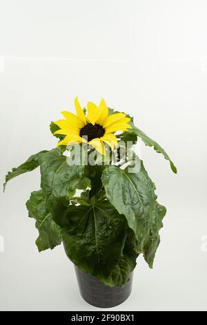 helianthus annuus im Topf mit weißem Hintergrund Stockfoto