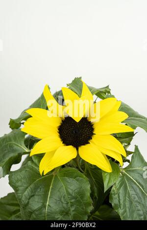 helianthus annuus mit weißem Hintergrund Stockfoto