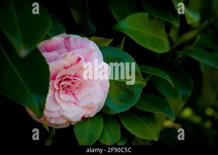 Nahaufnahme einer wunderschönen, blühenden, rosa Camellia japonica in der Frühe Frühling (auch bekannt als gewöhnliche Kamelie) Stockfoto