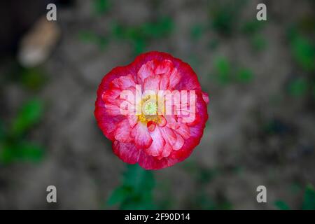 Rote einsame Mohnblume wächst im Garten Stockfoto