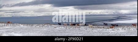Herde von Wildpferden in der Winterlandschaft, Island Stockfoto