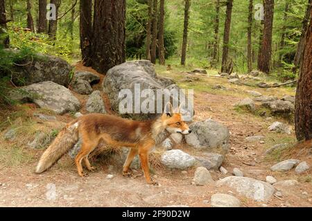 Fox, volpe Stockfoto