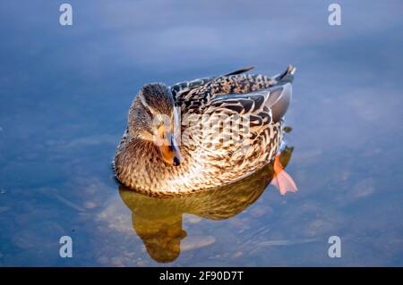 Germano reale Stockfoto