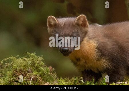 Welsh Pine Marten (Martes Martes) im Dyfi Forest, North Wales. Stockfoto