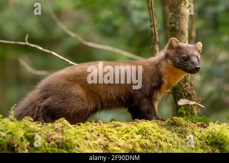 Welsh Pine Marten (Martes Martes) im Dyfi Forest, North Wales. Stockfoto