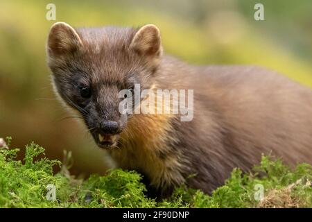 Welsh Pine Marten (Martes Martes) im Dyfi Forest, North Wales. Stockfoto