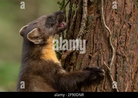 Welsh Pine Marten (Martes Martes) im Dyfi Forest, North Wales. Stockfoto