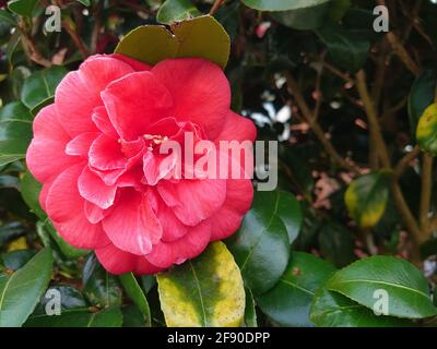 Nahaufnahme einer schönen blühenden rosa Floribunda Rose Stockfoto