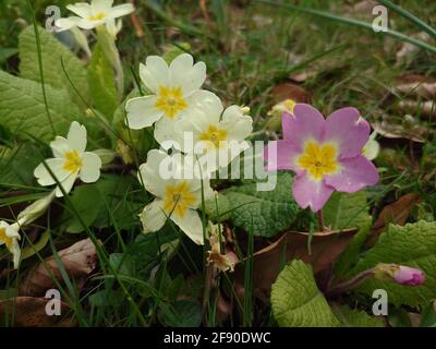 Nahaufnahme von blühenden weißen und violetten Butterblumen Stockfoto