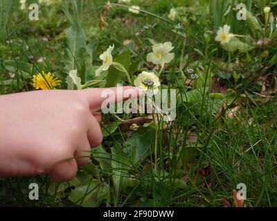 Nahaufnahme einer Hand, die auf einen weißen Butterbecher zeigt (turnera Subulata) in der Natur Stockfoto