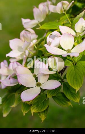 Weiße Dogwood-Blüten blühen auf einem Ast, umgeben von grünen Blättern Stockfoto