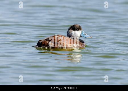 Ruddy Duck Zucht erwachsenen Männchen schwimmen. Palo Alto Baylands, Kalifornien, USA Stockfoto