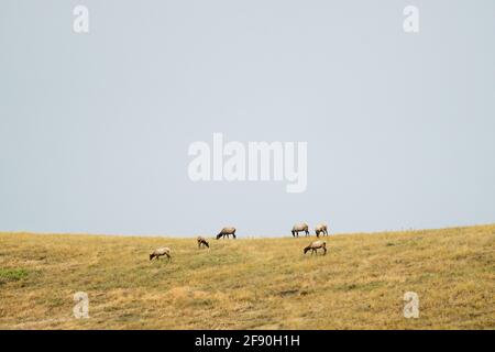 Eine kleine Gruppe Elche an der National Bison Range In Montana Stockfoto