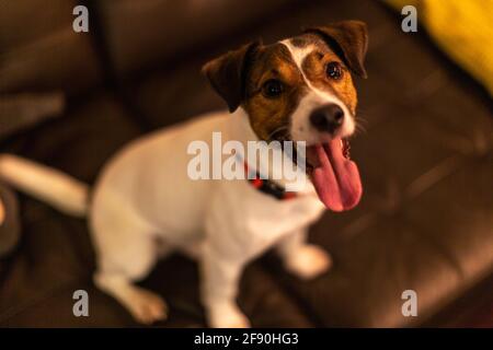 Hunderasse Jack-russell sitzt auf einem Sofa mit einer Zunge Versteckt Stockfoto