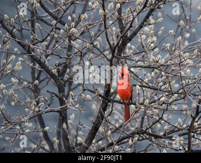 Roter Kardinalvogel, der im Frühjahr auf einem Baum mit Blütenknospen thront. Stockfoto