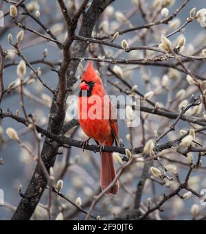 Roter Kardinalvogel, der im Frühjahr auf einem Baum mit Blütenknospen thront. Stockfoto