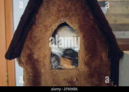 Vorderansicht des niedlichen schöne Katze schlafen in ihren Träumen auf einem klassischen britischen gemusterten quilt Stockfoto