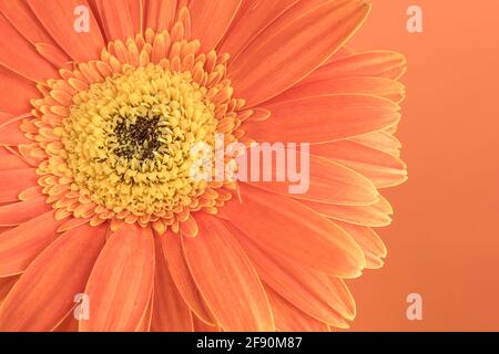 Orangefarbener Hintergrund mit orangefarbenen Blüten, geprägt und strukturiert Stockfoto