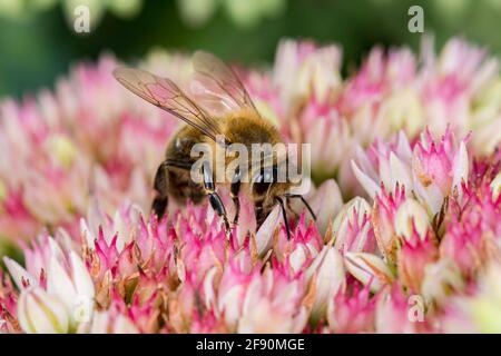 Nahaufnahme von Honigbiene auf Sedum Blume. Konzept des Insekten- und Wildtierschutzes, der Erhaltung von Lebensräumen und des Gartenblumengartens Stockfoto