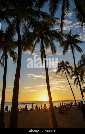 Palmen am Strand bei Sonnenuntergang, Waikiki Beach, Honolulu, Oahu, Hawaii, USA Stockfoto