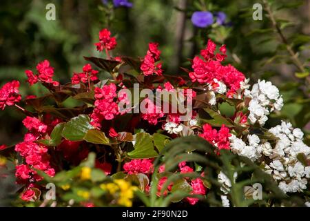 Masse von doppelten roten und weißen Blüten von Bettbezügen, Begonia semperflorens vor einem dunkelgrünen Hintergrund Stockfoto