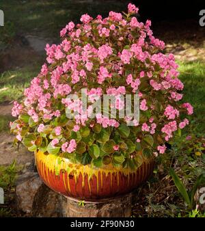 Masse der doppelten rosafarbenen Blumen der Bettbezüge Begonia, Begonia semperflorens, in einem dekorativen Behälter Stockfoto