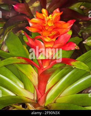 Ungewöhnlich lebhaft rot/orange Blütenpracht einer Bromeliad , einer Sorte aus Guzmania, vor Hintergrund auf hellgrünen Blättern Stockfoto