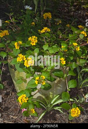 Lysimachia congestiflora, Bodenbedeckungspflanze, schleichende Jenny, mit Büscheln von leuchtend gelben Blüten und grünen Blättern, die in einem Behälter wachsen Stockfoto